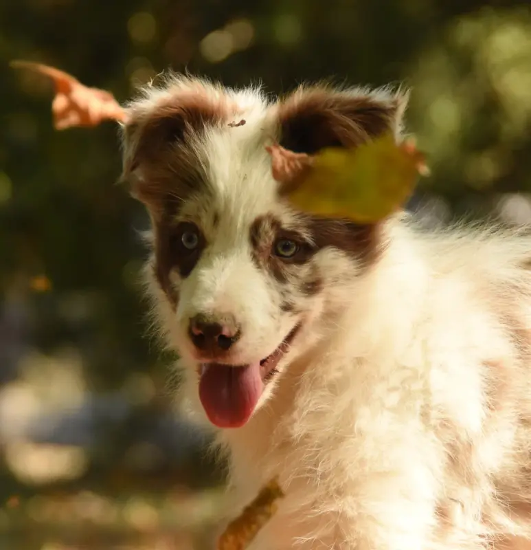 Chiot, Border collie, élevage Des Collines de Sagne