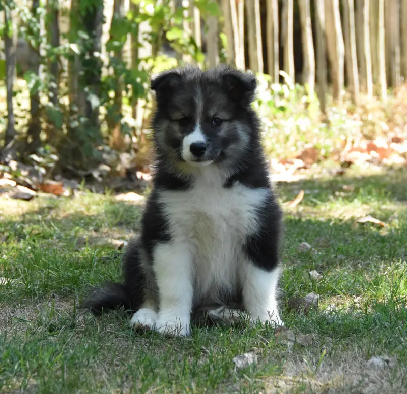 Portée de Chien finnois de Laponie, élevage Des Collines de Sagne