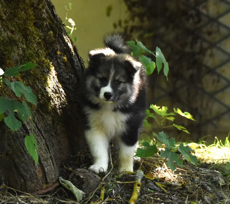 Portée de Chien finnois de Laponie, élevage Des Collines de Sagne