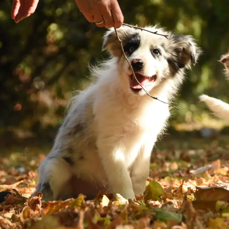 Chiot, Border collie, élevage Des Collines de Sagne