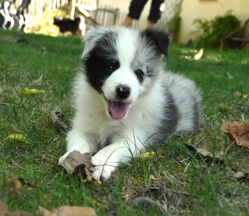 Chiot, Border collie, élevage Des Collines de Sagne