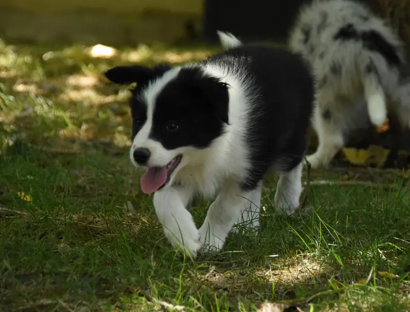 Chiot, Border collie, élevage Des Collines de Sagne