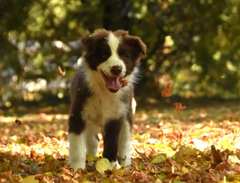 Portée de Border collie, élevage Des Collines de Sagne