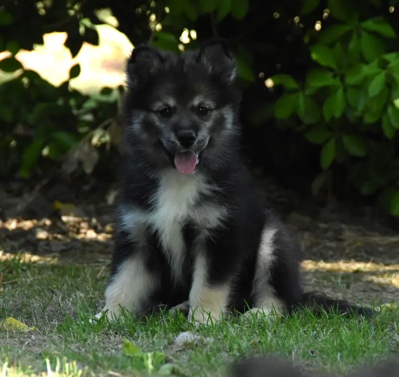 Chiot, Chien finnois de Laponie, élevage Des Collines de Sagne