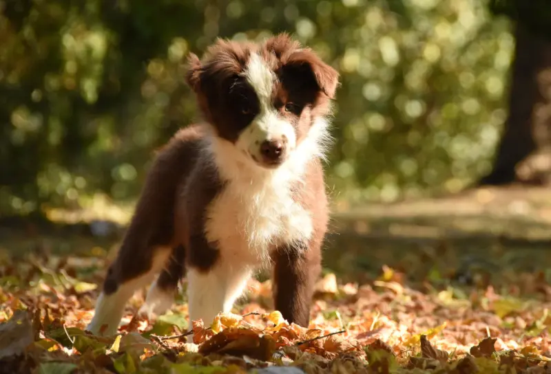 Portée de Border collie, élevage Des Collines de Sagne