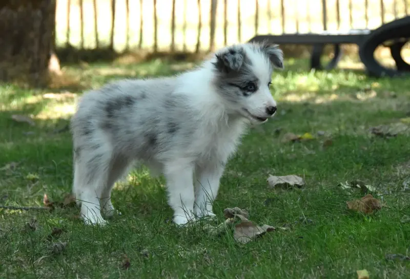 Portée de Border collie, élevage Des Collines de Sagne