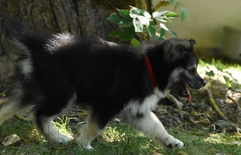Portée de Chien finnois de Laponie, élevage Des Collines de Sagne