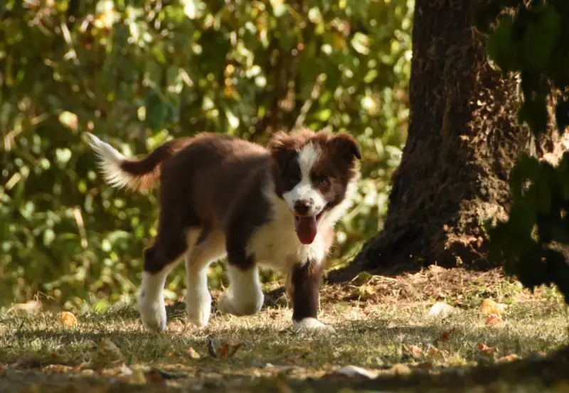 Portée de Border collie, élevage Des Collines de Sagne