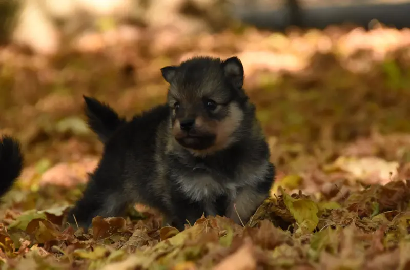 Chiot, Chien finnois de Laponie, élevage Des Collines de Sagne