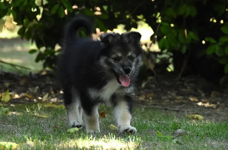 Portée de Chien finnois de Laponie, élevage Des Collines de Sagne
