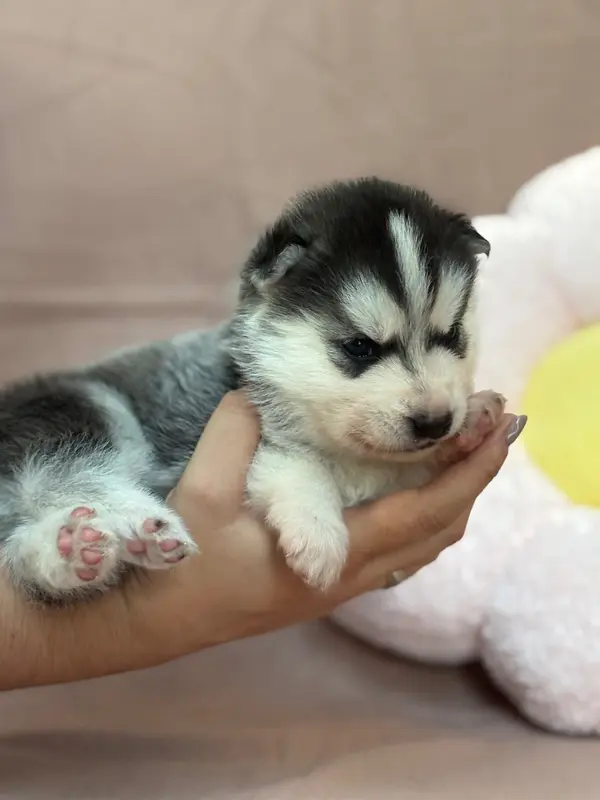 Portée de Husky sibérien, élevage Du Royaume d'Utopie