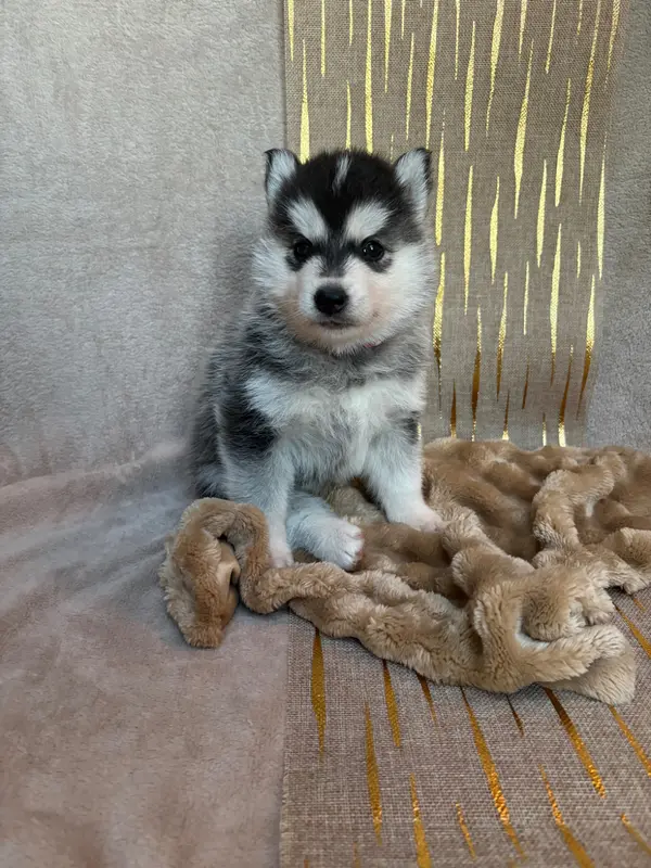 Bia, Husky sibérien, élevage Du Royaume d'Utopie