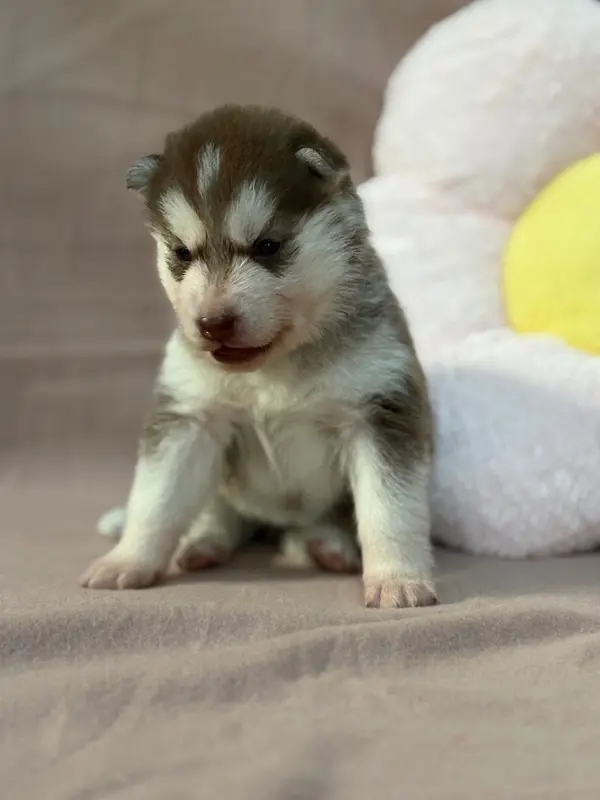 Portée de Husky sibérien, élevage Du Royaume d'Utopie