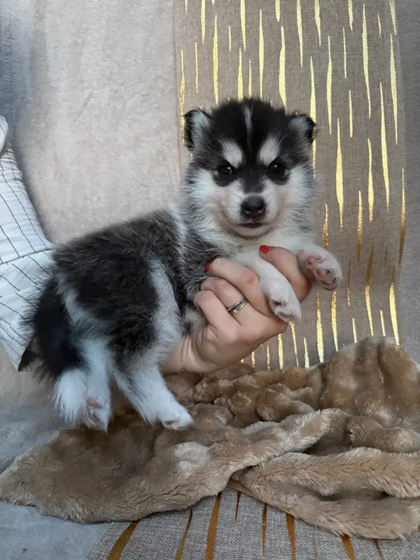 Baina, Husky sibérien, élevage Du Royaume d'Utopie