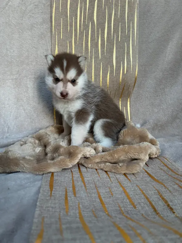 Portée de Husky sibérien, élevage Du Royaume d'Utopie