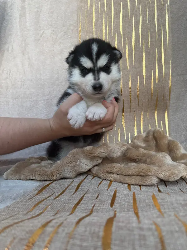 Book, Husky sibérien, élevage Du Royaume d'Utopie