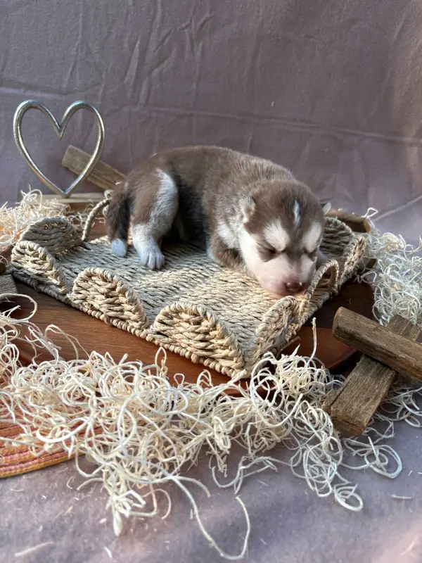 Portée de Husky sibérien, élevage Du Royaume d'Utopie