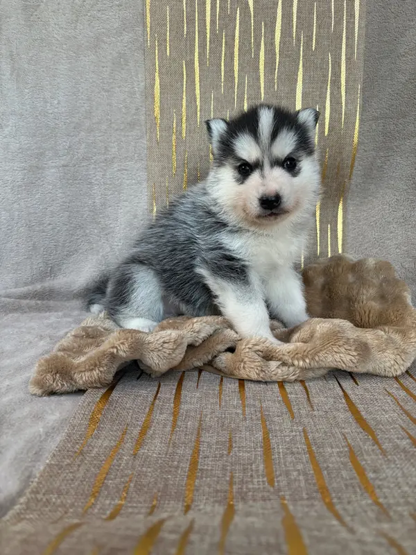 Berry, Husky sibérien, élevage Du Royaume d'Utopie