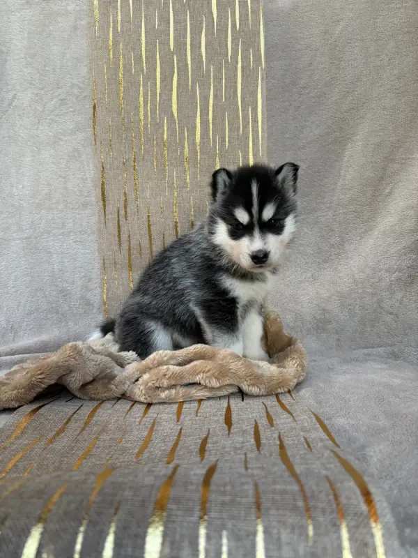 Brasko, Husky sibérien, élevage Du Royaume d'Utopie