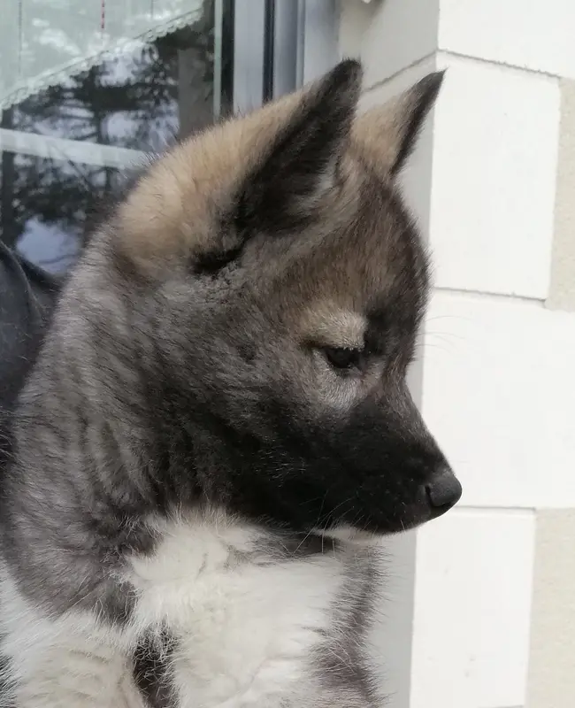 Mère de la portée de Husky sibérien, élevage Of Siberian Melody