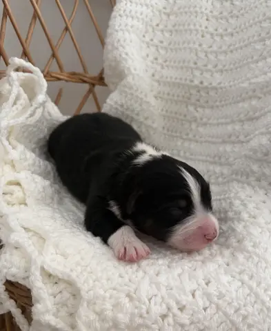 Chiot, Berger australien, élevage Des Perles du Luberon