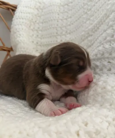 Chiot, Berger australien, élevage Des Perles du Luberon