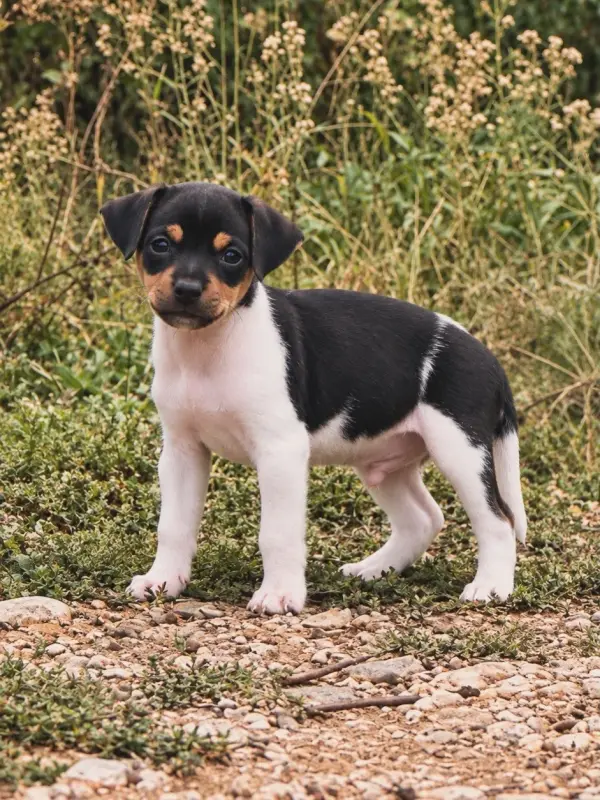 Bruce Wayne, Terrier brésilien, élevage Brazilian Kiss