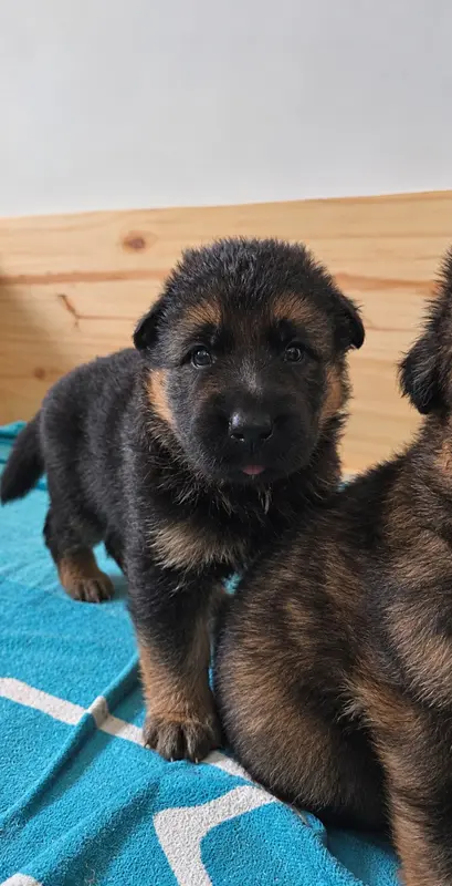 Chiot 6 (j), Berger allemand, élevage Des Monts des Highlands