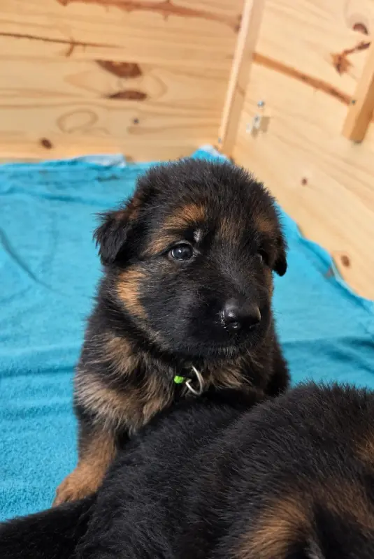Chiot 5 (e), Berger allemand, élevage Des Monts des Highlands