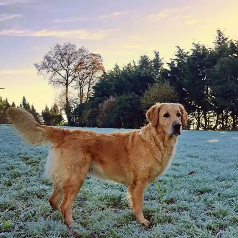 Mère de la portée de Golden retriever, élevage Du Clos de la Roseliere