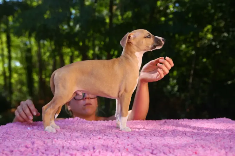Basile, Whippet, élevage Diablesse You Will in Paris