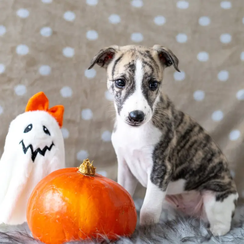 Bonheur Du Coeur, Whippet, élevage Vom Rabenmond