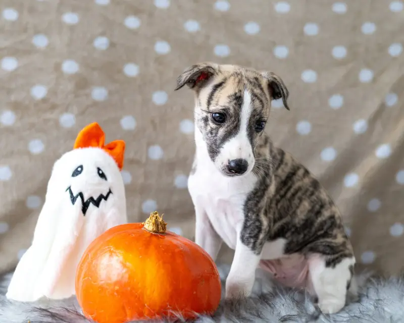 Portée de Whippet, élevage Vom Rabenmond