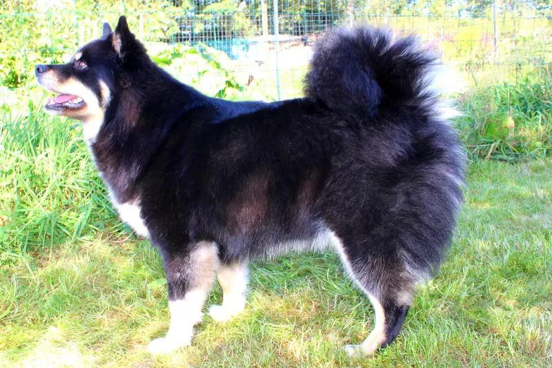 Mère de la portée de Chien finnois de Laponie, élevage Carelie du Nord