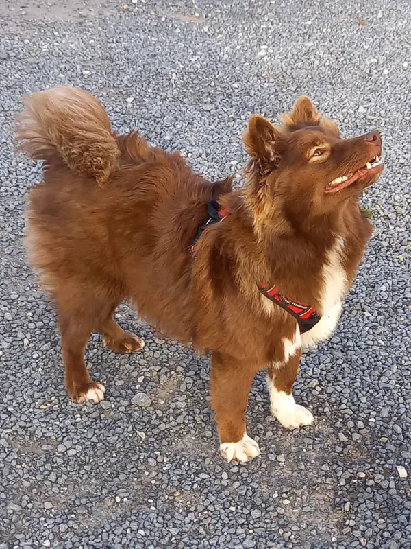 Mère de la portée de Chien finnois de Laponie, élevage Carelie du Nord
