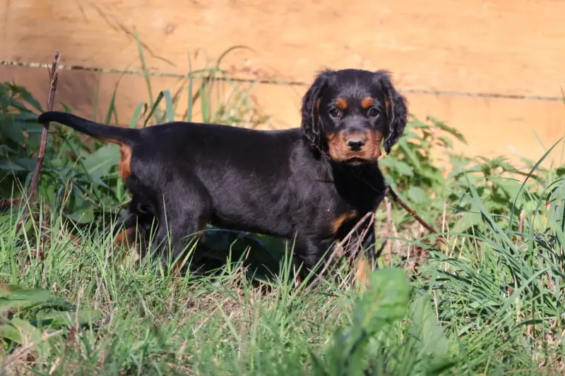 Portée de Setter Gordon, élevage Du Domaine de Phoebapooros