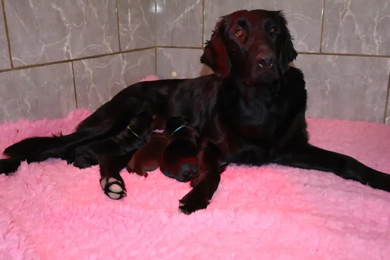 Portée de Retriever à poil plat, élevage Du Domaine de Phoebapooros