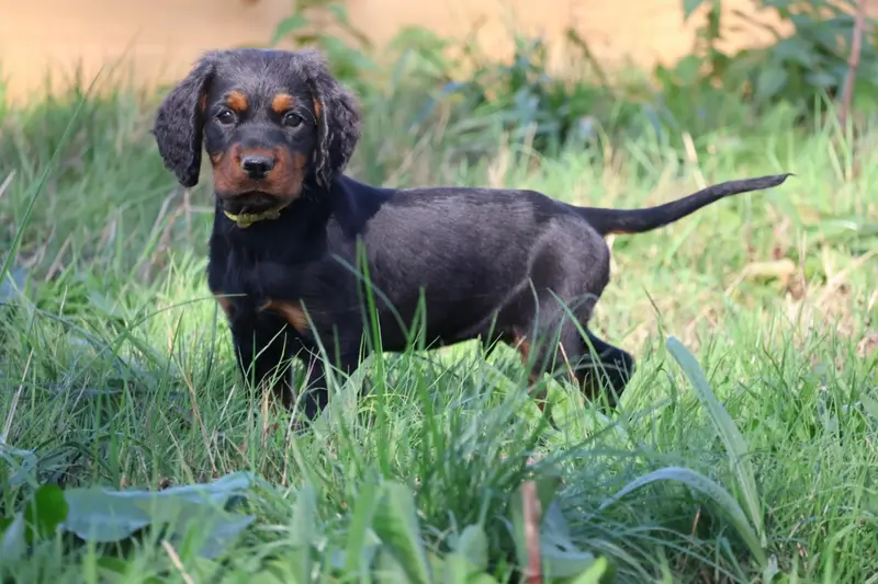 Monsieur jaune, Setter Gordon, élevage Du Domaine de Phoebapooros