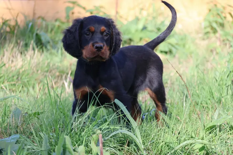 Monsieur bleu clair, Setter Gordon, élevage Du Domaine de Phoebapooros