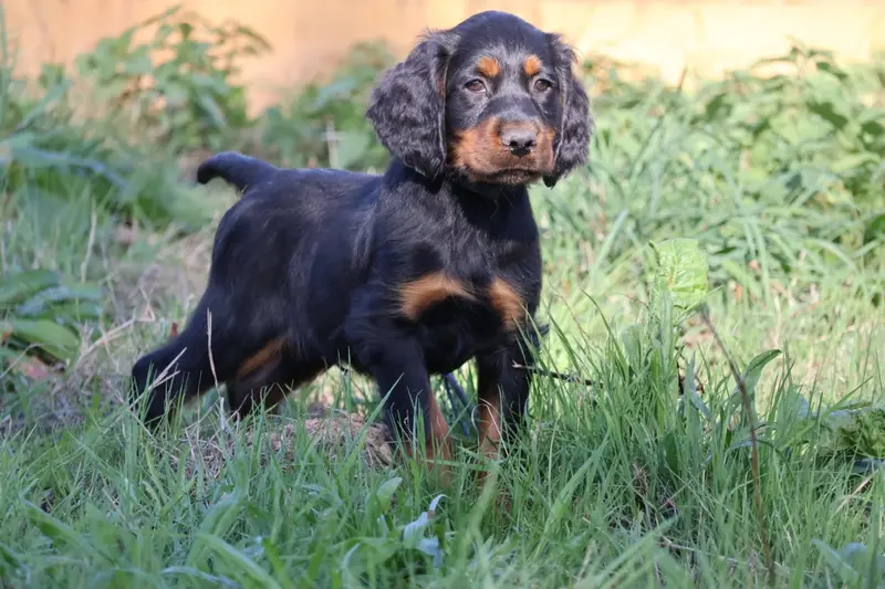 Monsieur noir, Setter Gordon, élevage Du Domaine de Phoebapooros