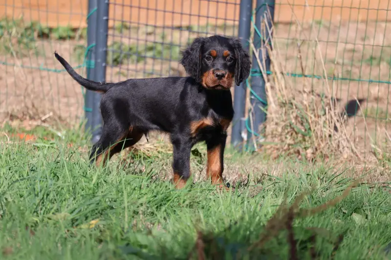 Portée de Setter Gordon, élevage Du Domaine de Phoebapooros