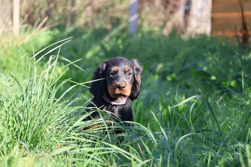Portée de Setter Gordon, élevage Du Domaine de Phoebapooros