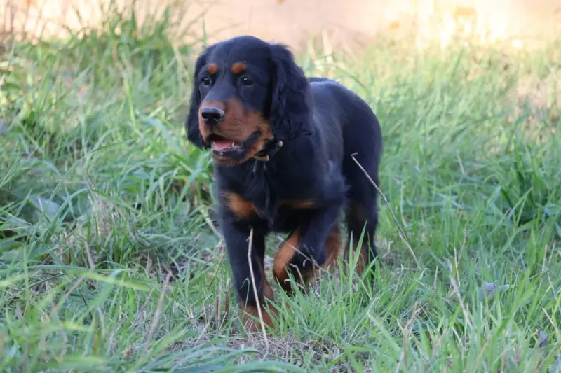 Monsieur beige, Setter Gordon, élevage Du Domaine de Phoebapooros