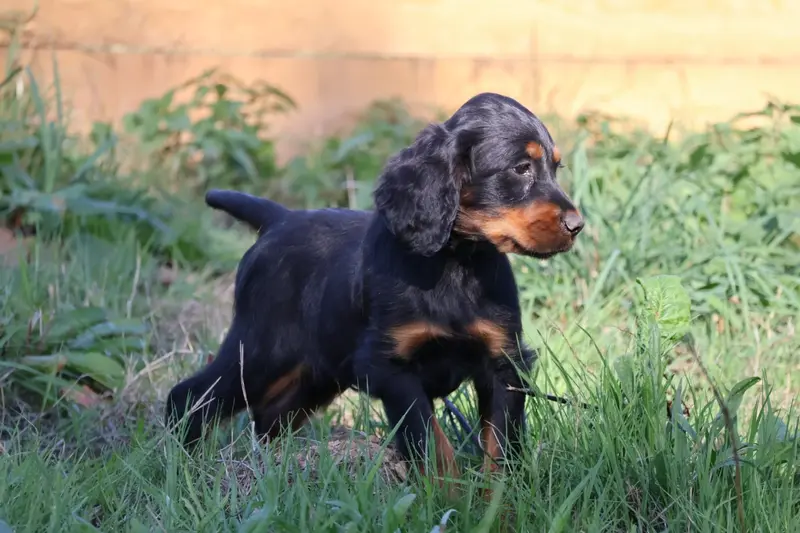 Portée de Setter Gordon, élevage Du Domaine de Phoebapooros