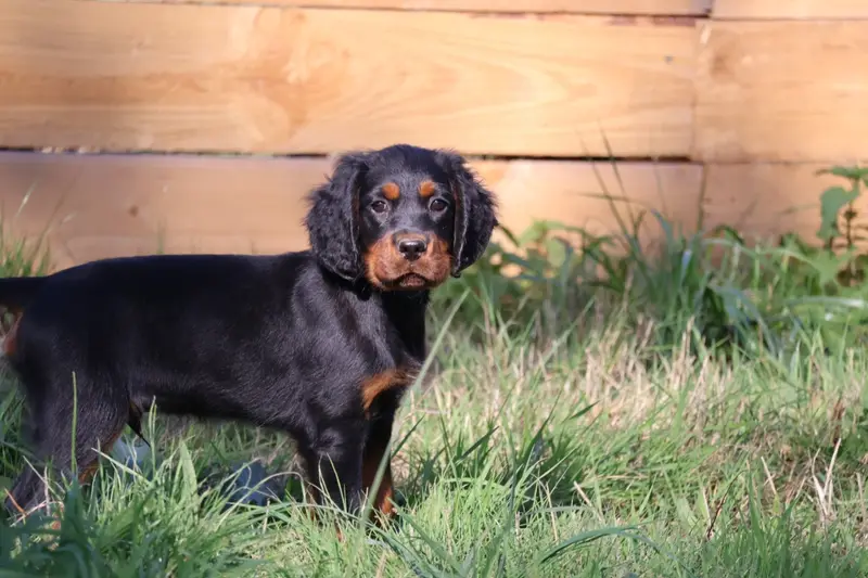 Portée de Setter Gordon, élevage Du Domaine de Phoebapooros
