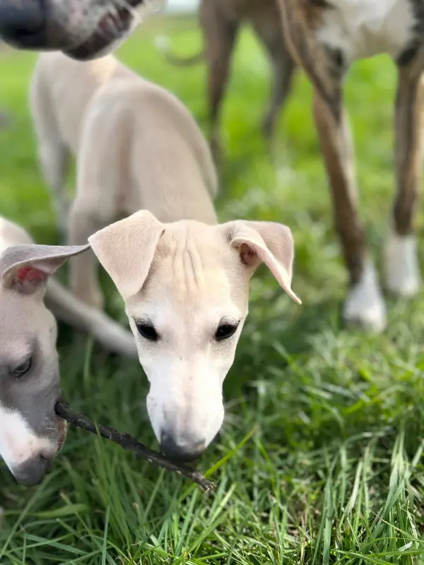 Portée de Whippet, élevage Domaine le Haut Blanc Mesnil
