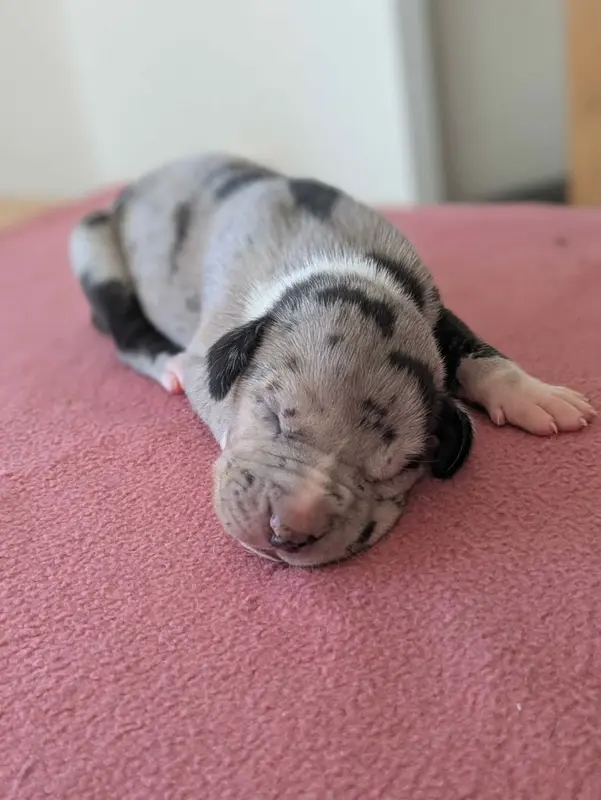 Femelle gbn, Dogue allemand, élevage Domaine de la Mulardiere