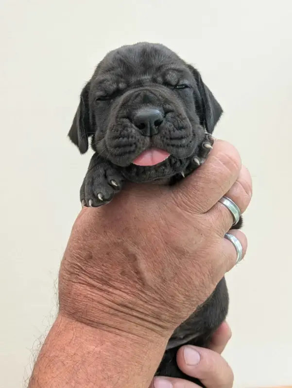 Collier bleu, Dogue allemand, élevage Domaine de la Mulardiere
