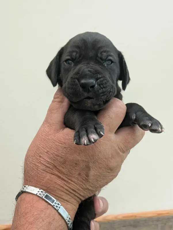 Mâle sans collier, Dogue allemand, élevage Domaine de la Mulardiere