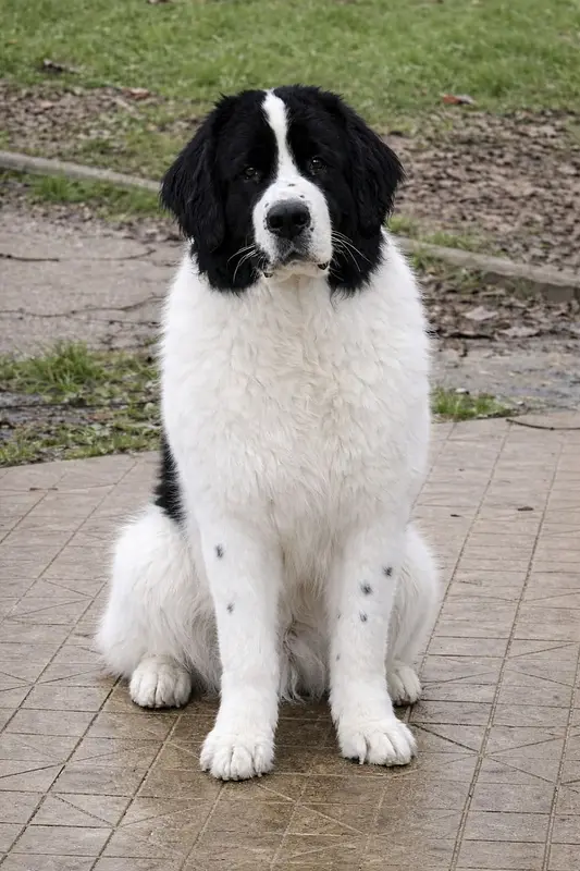 Portée de Landseer, élevage De la Lande de Montecouplet